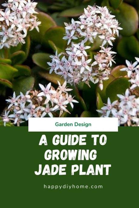 Ultimate Guide to Growing Jade Plant Ultimate Guide to Growing Jade Plant