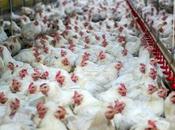 Factory Farming: History, Effects Sustainable Solutions