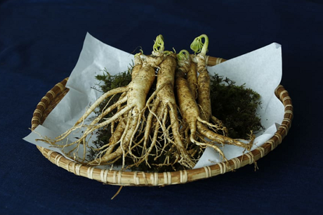 How to Grow Ginseng At Home
