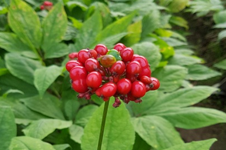 How to Grow Ginseng At Home