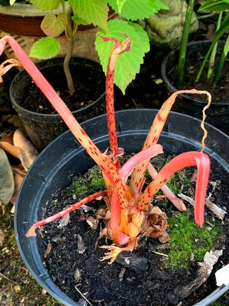 Irritating Plant of the Month August 2020 - the overheated begonia