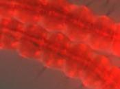 Million Genetically Engineered Mosquitoes Approved Release Florida Keys