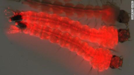 750 million genetically engineered mosquitoes approved for release in Florida Keys