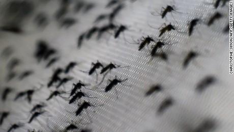750 million genetically engineered mosquitoes approved for release in Florida Keys