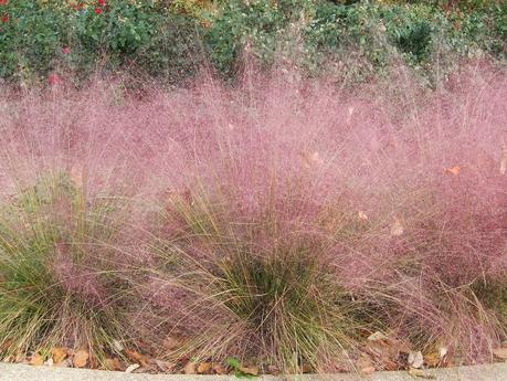 Best Xeriscape Plants: 37 Xeriscaping Ideas