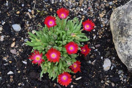 Best Xeriscape Plants: 37 Xeriscaping Ideas