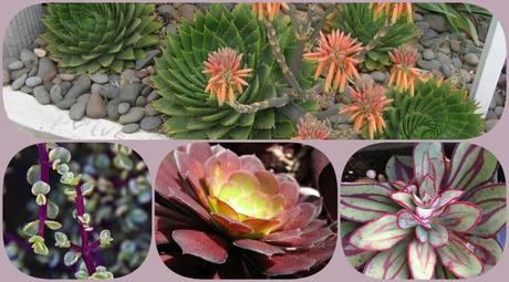 Best Xeriscape Plants: 37 Xeriscaping Ideas
