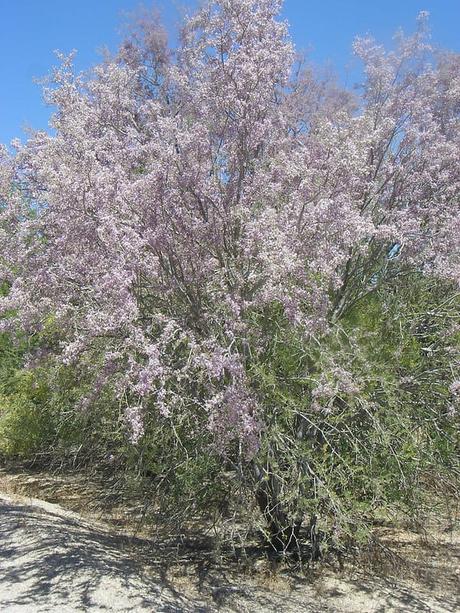 Best Xeriscape Plants: 37 Xeriscaping Ideas