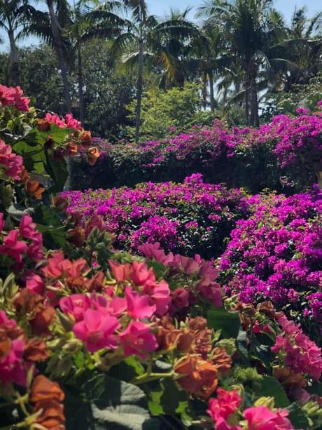 Best Xeriscape Plants: 37 Xeriscaping Ideas