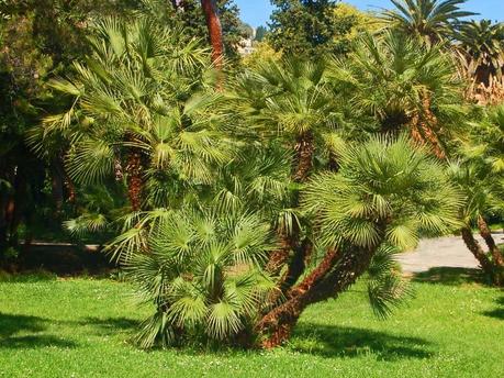 Best Xeriscape Plants: 37 Xeriscaping Ideas