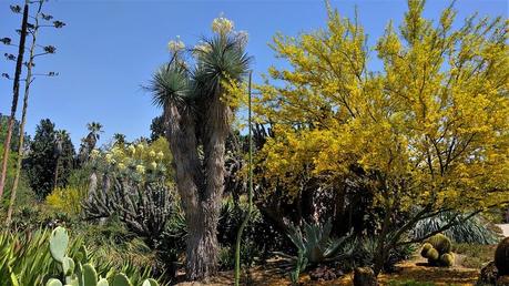 Best Xeriscape Plants: 37 Xeriscaping Ideas