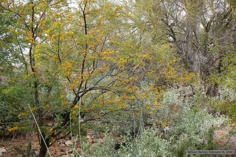 Best Xeriscape Plants: 37 Xeriscaping Ideas