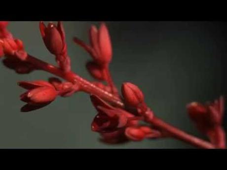 Best Xeriscape Plants: 37 Xeriscaping Ideas