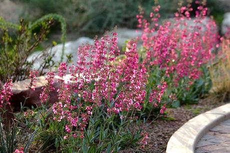 Best Xeriscape Plants: 37 Xeriscaping Ideas