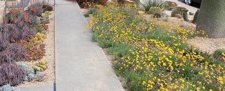 Best Xeriscape Plants: 37 Xeriscaping Ideas