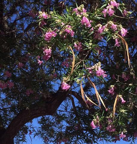 Best Xeriscape Plants: 37 Xeriscaping Ideas