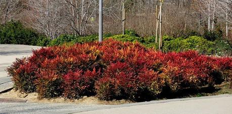 Best Xeriscape Plants: 37 Xeriscaping Ideas