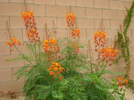 Best Xeriscape Plants: 37 Xeriscaping Ideas