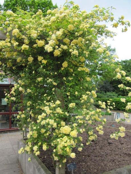 Best Xeriscape Plants: 37 Xeriscaping Ideas