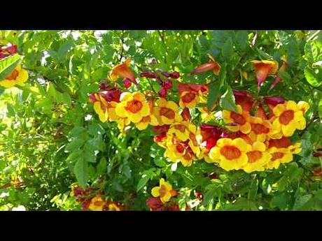 Best Xeriscape Plants: 37 Xeriscaping Ideas