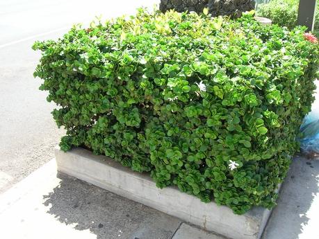 Best Xeriscape Plants: 37 Xeriscaping Ideas