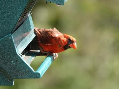 Get Off My Bird Feeder!