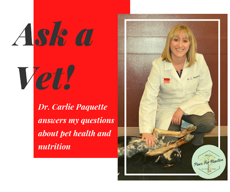 Doody calls: Ask a vet what to do with a coprophagia canine 