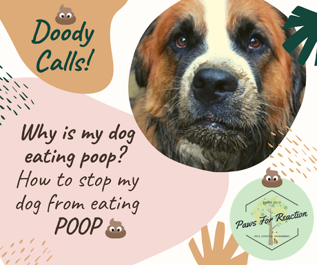 Pet Peeve: Why is my dog eating poop? How to stop my dog from eating poop