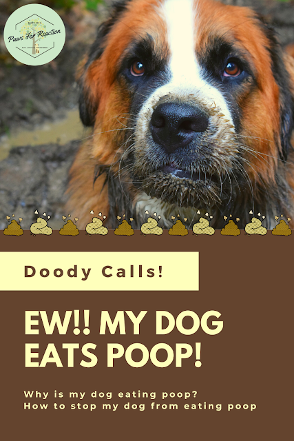 Doody calls: What to do with a coprophagia canine