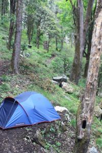 POEM: Woodland Wake Up Call [Villanelle]