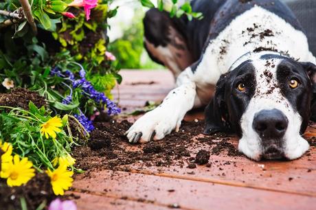 8 Ways to Keep Dogs out of Flower Beds