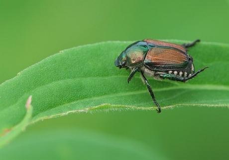 japanese beetle on leaf