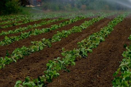 A Guide to Growing Strawberries