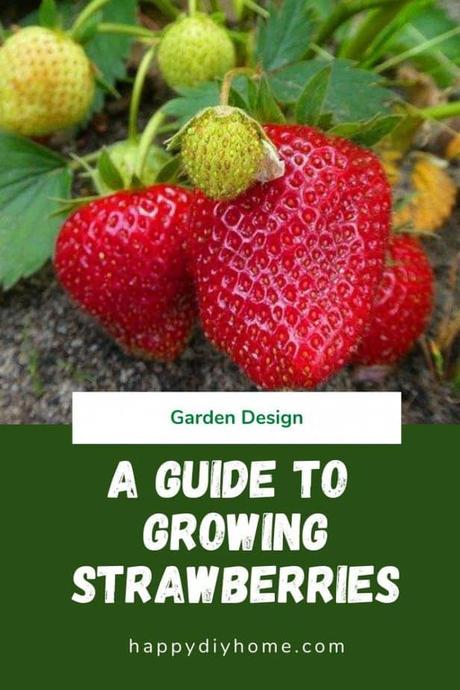 A Guide to Growing Strawberries