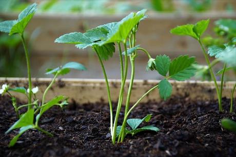 A Guide to Growing Strawberries