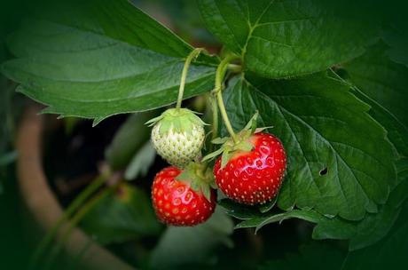 A Guide to Growing Strawberries