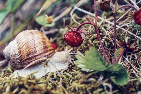 A Guide to Growing Strawberries