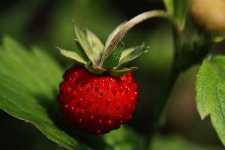 A Guide to Growing Strawberries