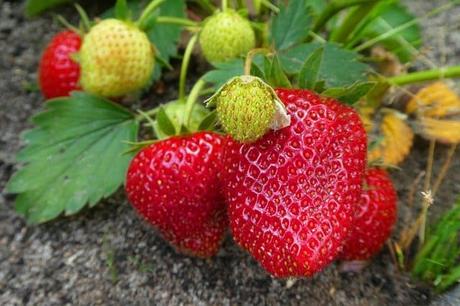 A Guide to Growing Strawberries