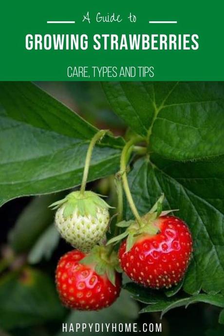 A Guide to Growing Strawberries