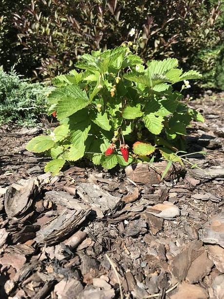 A Guide to Growing Strawberries