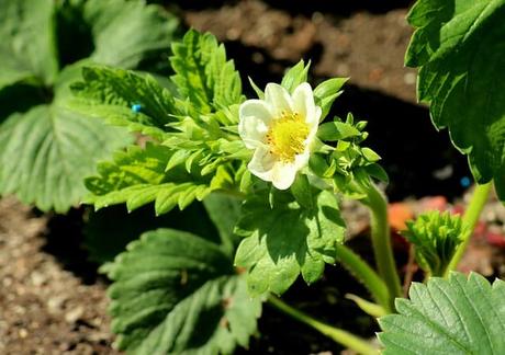 A Guide to Growing Strawberries