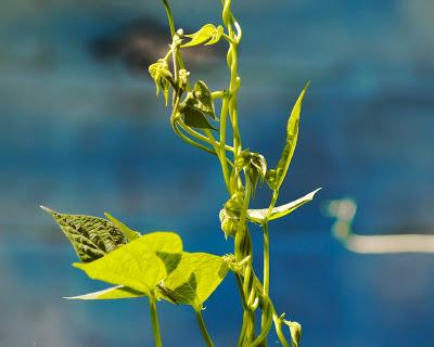 Friday Fotos: Deep in the garden [Hallucinated city]