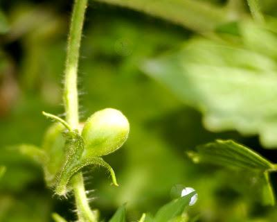 Friday Fotos: Deep in the garden [Hallucinated city]