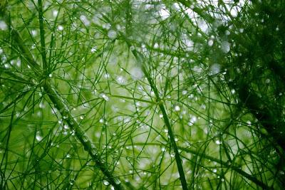 Friday Fotos: Deep in the garden [Hallucinated city]