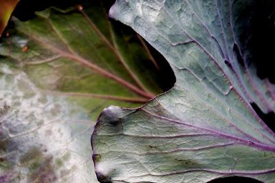 Friday Fotos: Deep in the garden [Hallucinated city]