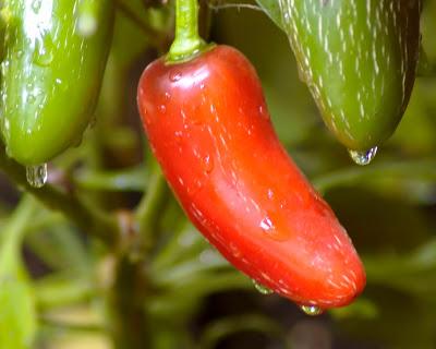 Friday Fotos: Deep in the garden [Hallucinated city]