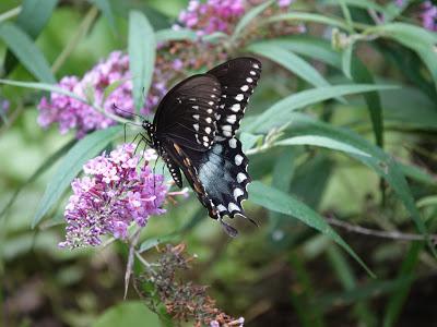 Of Butterflies and Skinks
