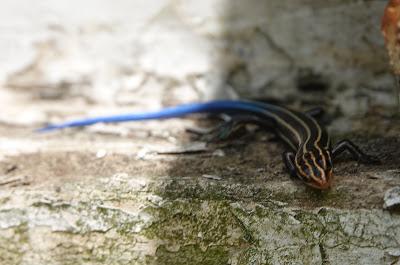 Of Butterflies and Skinks