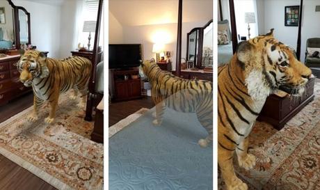 How to put a tiger in your bedroom
